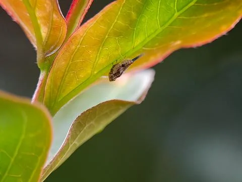 A tiny, brown insect larva (or pupa) in a defensive curled position, clingi.. Stock Photos