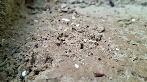Tiny Brown Insects Crawling Across Coarse Sand Stock Footage 338420539