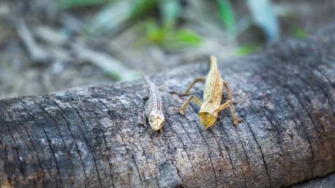 Tiny Brown Leaf Chameleon Crawling on Forest Floor. Stock Photos