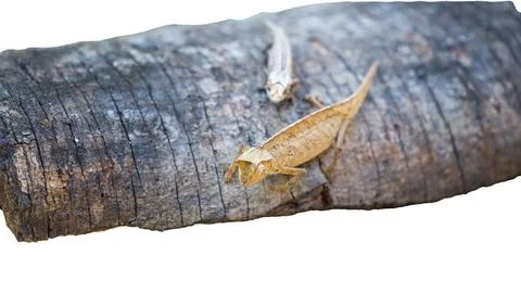 Tiny Brown Leaf Chameleon Crawling on Forest Floor. isolated image. Stock Photos