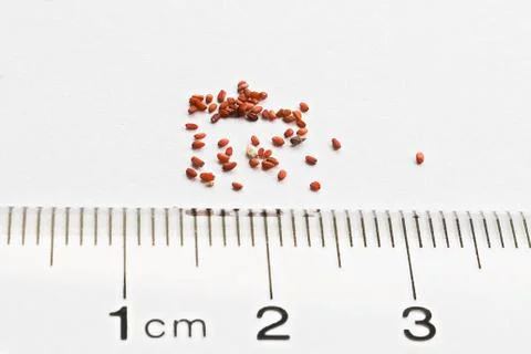 Tiny brown lithops seeds against a ruler Stock Photos