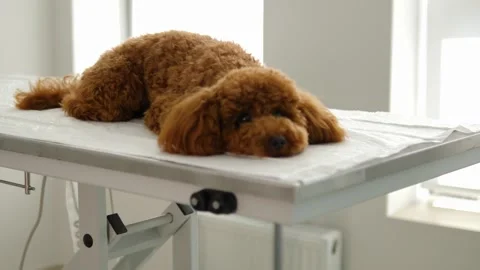 Tiny brown Maltipoo waits at vets office healthcare for pets veterinary services Stock Footage 280490628