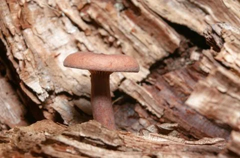 Tiny brown mushrooms on the stem bark . Stock Photos