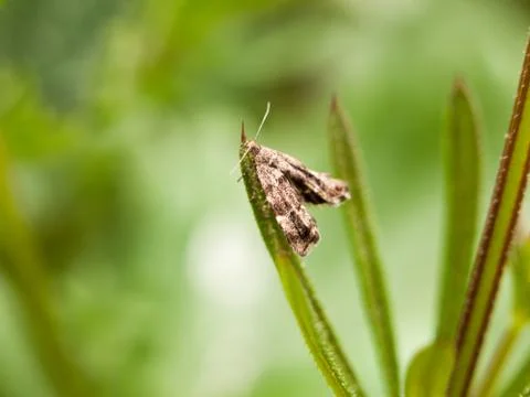 A tiny brown pattern moth resting on a blade of grass blur selective focus .. Stock Photos