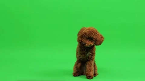 Tiny brown poodle advances toward camera on grassy field Video stock 327610383