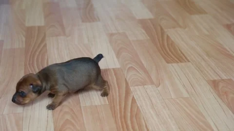 Tiny brown puppy walking slowly on wooden floor Stock Footage 318076036