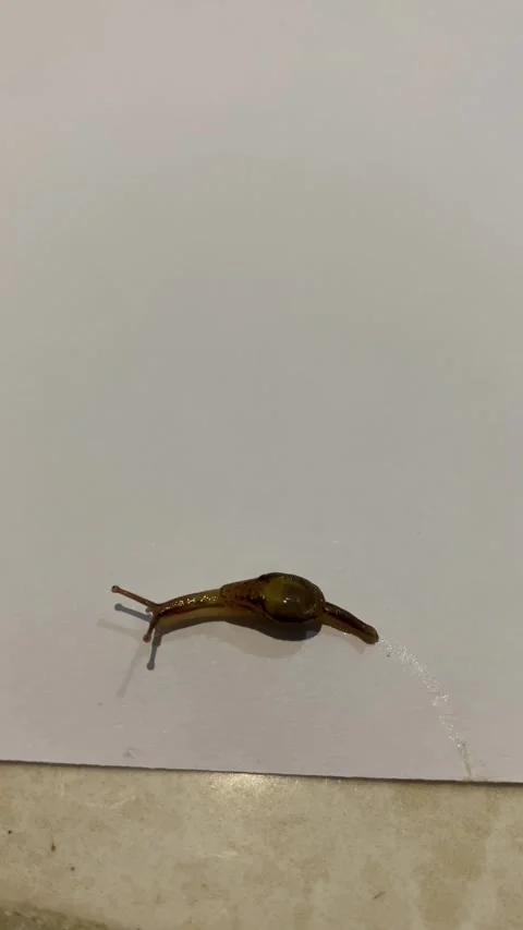 Tiny brown snail with glossy shell crawls across smooth white surface. Stock Footage 339800087