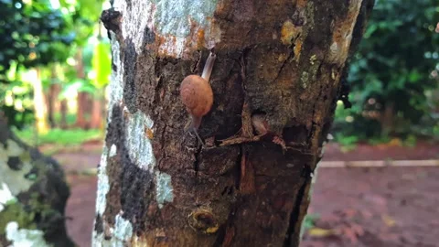Tiny brown snail slowly climbs rough tree bark in a lush green garden setting Stock Footage 322997344