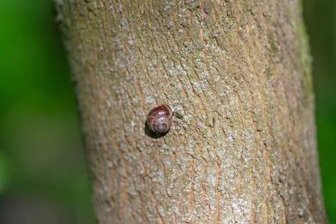 Tiny brown snail on textured bark, shallow depth of field highlights shell ri Foto stock