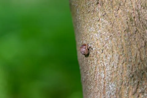 Tiny brown snail on tree bark, clinging to coarse trunk with soft green bokeh Stock Photos