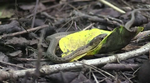 Tiny brown snake Stock Footage 66692596