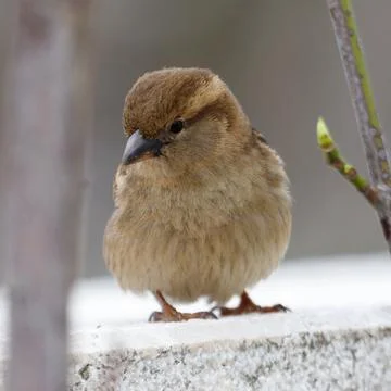 Tiny brown sparrow perches calmly on stone ledge Stock Photos