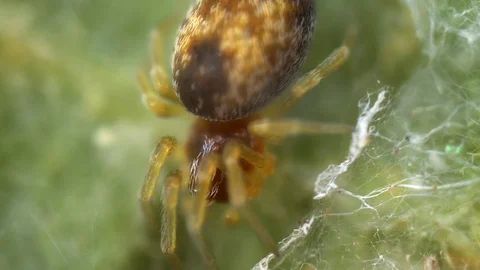 Tiny Brown Spider in Extreme Closeup. FullHD video Video stock 101758251