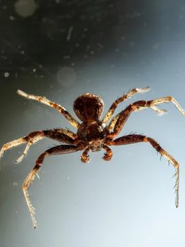 Tiny brown spider hangs in delicate web against soft blue backdrop Stock Photos