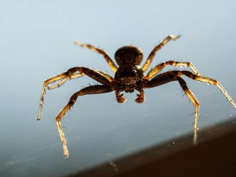 Tiny brown spider hangs in delicate web against soft blue backdrop Stock Photos