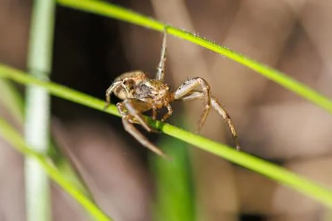 Tiny brown spider perches on green grass stalks Stock Photos