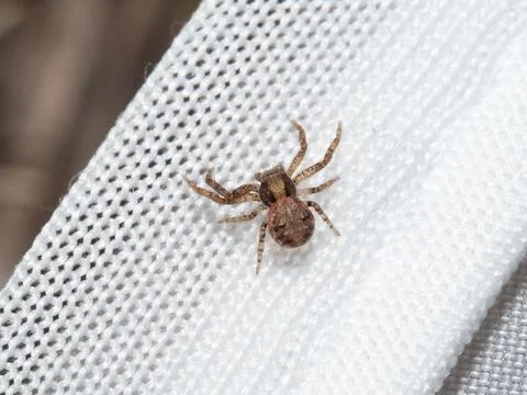 Tiny brown spider perches on white mesh fabric Stock Photos
