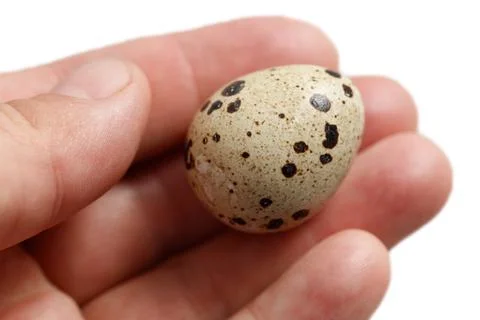 Tiny, brown-spotted quail egg rests in an open human palm Stock Photos