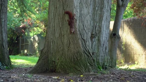 Tiny brown squirrel jumping up and down on massive tree trunk, handheld Stock Footage 165207436