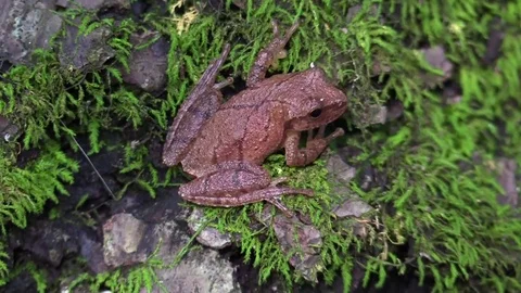 Tiny brown tree frog on forest floor sunlight through canopy Stock Footage 79838609