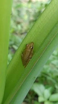 Tiny Brown Tree Frog Resting on Green Leaf in Tropical Forest 스톡 사진