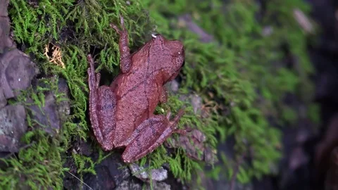 Tiny brown tree frog sitting on base of tree in forest Stock Footage 79838095