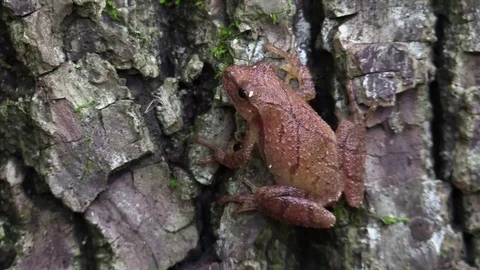 Tiny brown tree frog on tree in forest Stock Footage 79838160