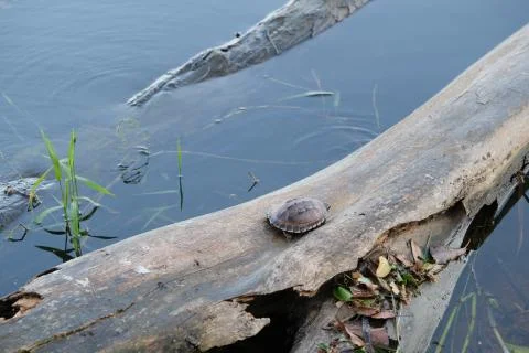 Tiny brown turtle lives on the old log in a little pond, with text copy space Stock Photos