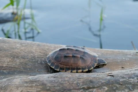 Tiny brown turtle lives on the old log in a little pond, with text copy space Stock Photos