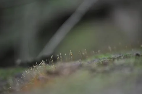 Tiny budding plants on tree long, blurred exposure, macro closeup Foto stock