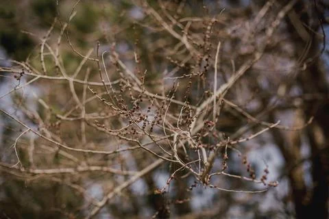 Tiny buds on thin tree branches in spring with blurry bokeh background Foto stock