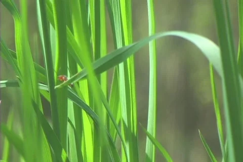 Tiny bug on blade of grass in wind Video stock 514202