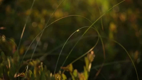 Tiny Bug Crawling Along Grass 스톡 동영상 79666795