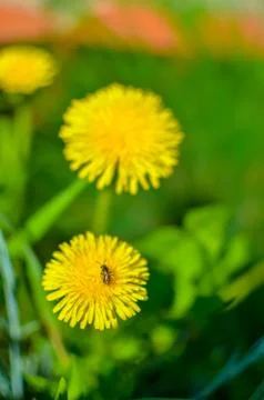 Tiny bug hiding in yellow dandelion flower Stock Photos