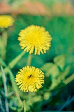 Tiny bug hiding in yellow dandelion flower Stock Photos