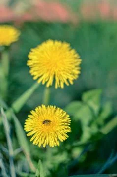 Tiny bug hiding in yellow dandelion flower Stock Photos