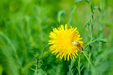 Tiny bug hiding in yellow dandelion flower Stock Photos