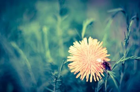 Tiny bug hiding in yellow dandelion flower Stock Photos