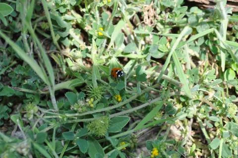 Tiny Bug Lady Foto stock