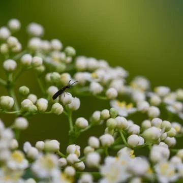 Tiny bug looking of a plant outside Stock Photos