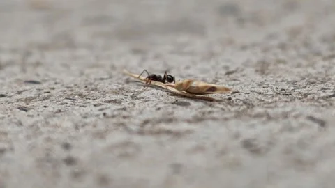 Tiny bug moves slowly over dusty earth Stock Footage 338304404