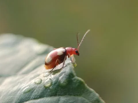 Tiny bug Stock Photos