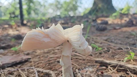 Tiny Bug Relaxing On Her Mushroom House Stock Footage 245502639