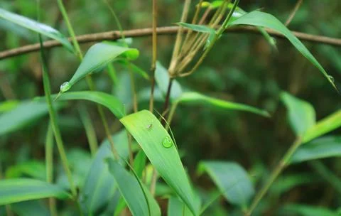 Tiny Bug Resting on Wild Plant Leaf with Dewdrops in the Forest Stock-Fotos