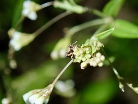 A tiny bug on a tiny flower Stock Photos