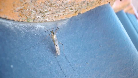 A tiny bug on top of the roof tiles Stock Footage 136562515