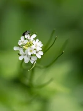 Tiny bug on wild garlic mustard flowers Alliaria petiolata Stock Photos