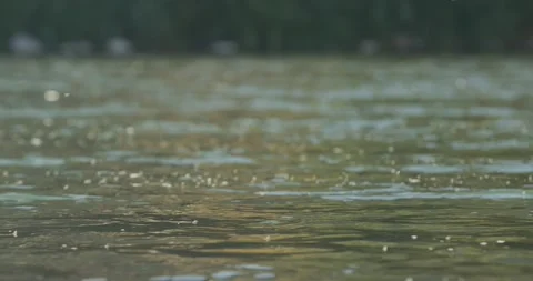 Tiny bugs dance on the surface of a flowing river with a trout eating Video stock 259868246