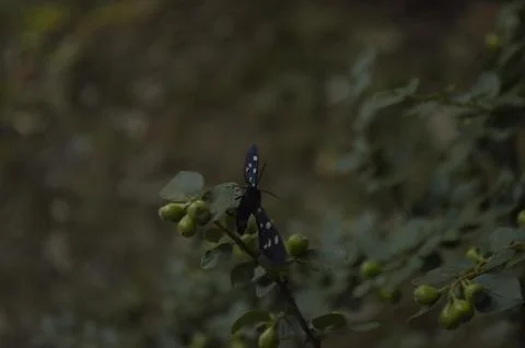 The Tiny Bugs Foto stock