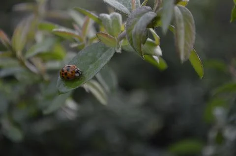 The Tiny Bugs Foto stock